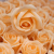 Craft Soap Flowers - Med Rose - Peach