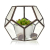 Glass Terrarium - Large Octagon