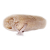 Loofah Scrub on Rope - 5 in.